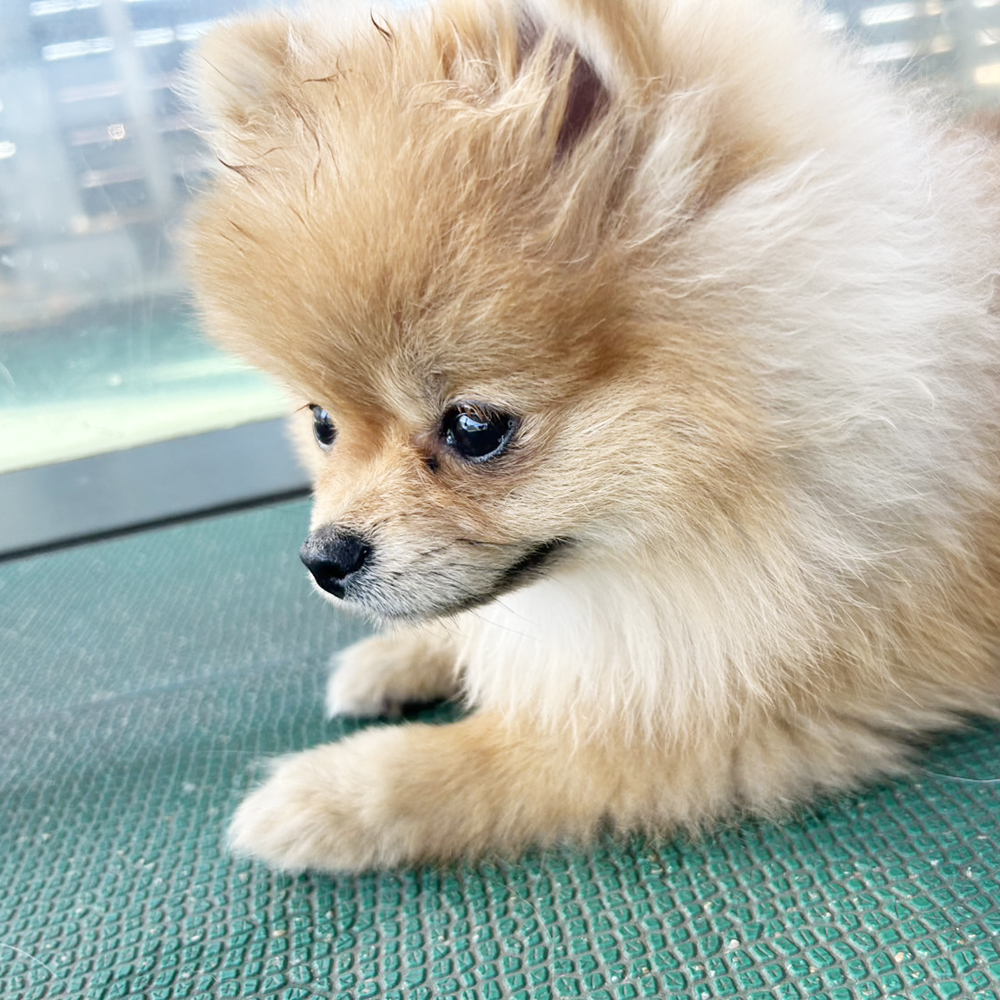 生徒が撮影したモデル犬写真②